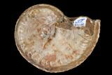 Fossil Ammonite (Artinskia) - Russia #117188-1